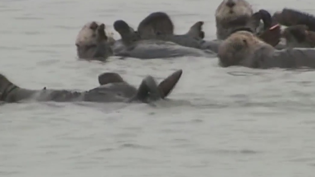 Rare river otter bites near Lake Tahoe