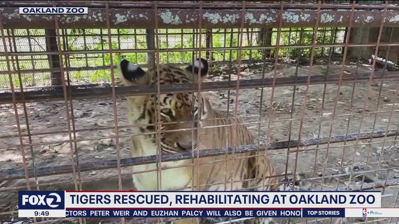 Big cats rescued, rehabilitating at the Oakland Zoo