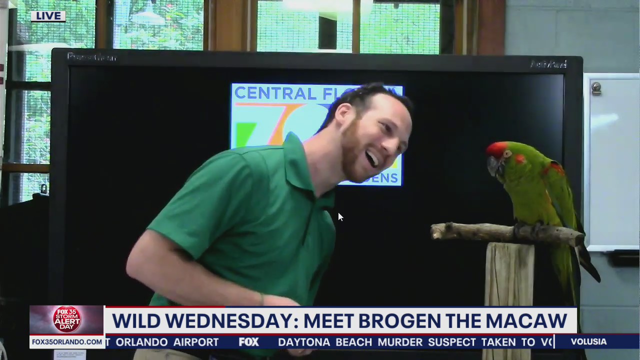 Wild Wednesday: Meet Brogen the macaw
