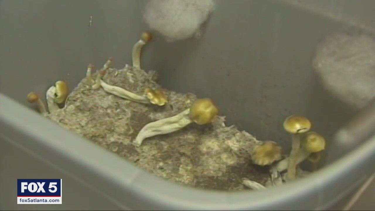 Group calls for decriminalization for mushrooms