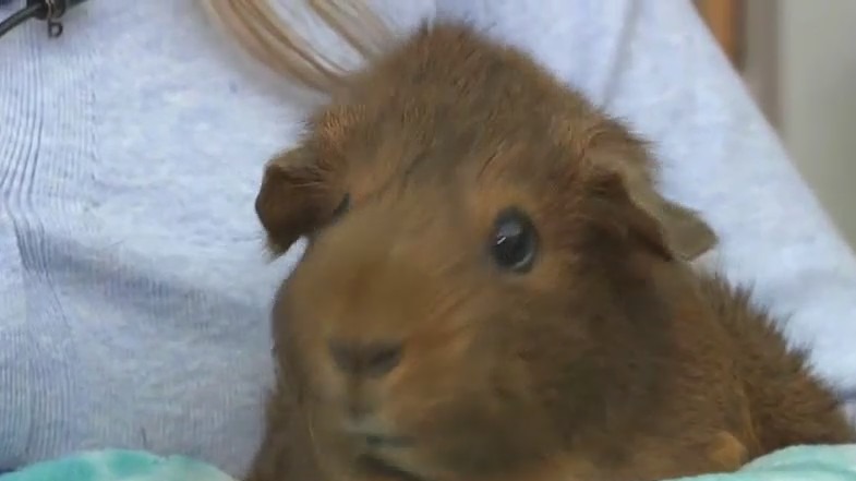 Wisconsin Humane Society