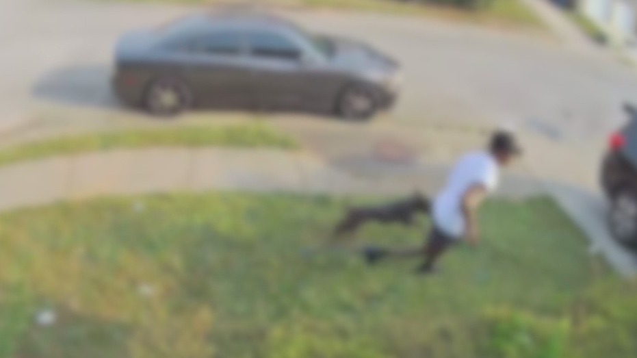 8-year-old boy attacked by dogs