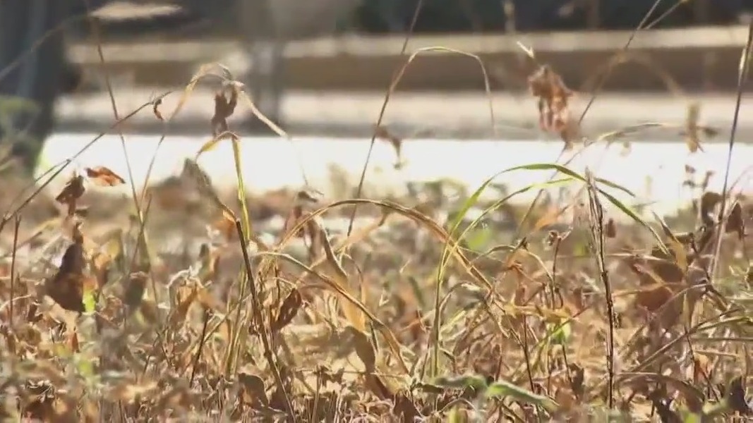 Johnson City's 'Ugliest Lawn Contest'