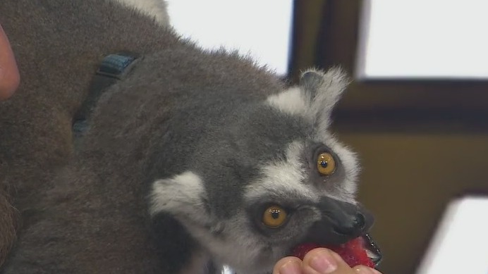 Wild Wednesday: Meet Zeke the lemur