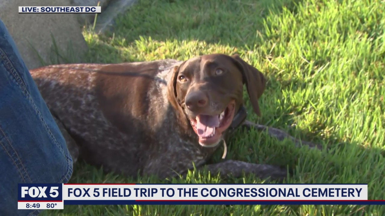 FOX 5 FIELD TRIP: K9 Corps at the Congressional Cemetery