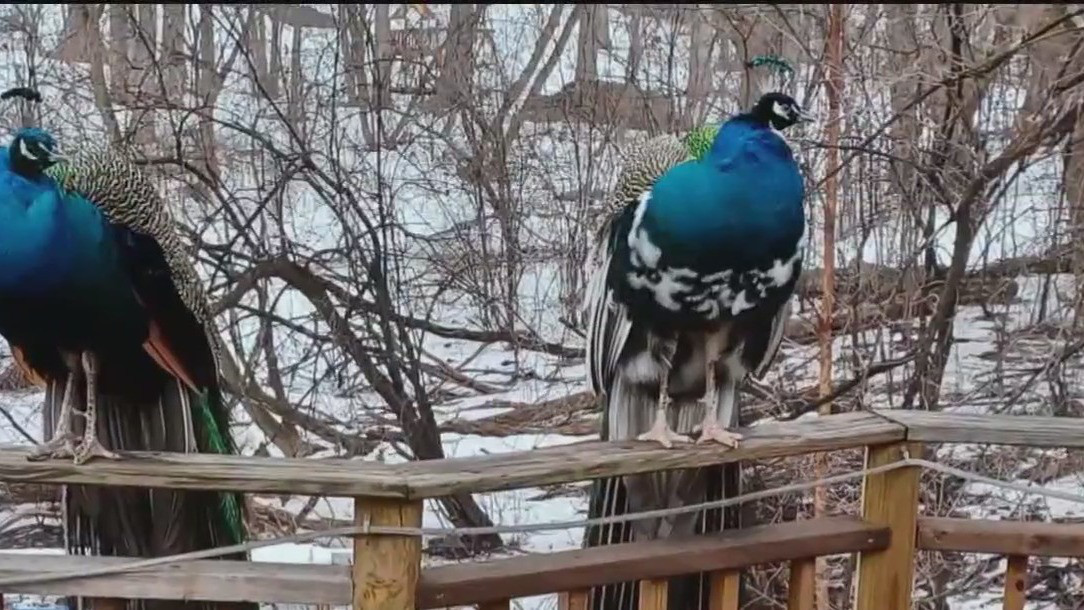 Peacock capture controversy in Eden Prairie