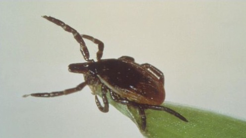 Why lyme disease cases have increased and how to protect yourself
