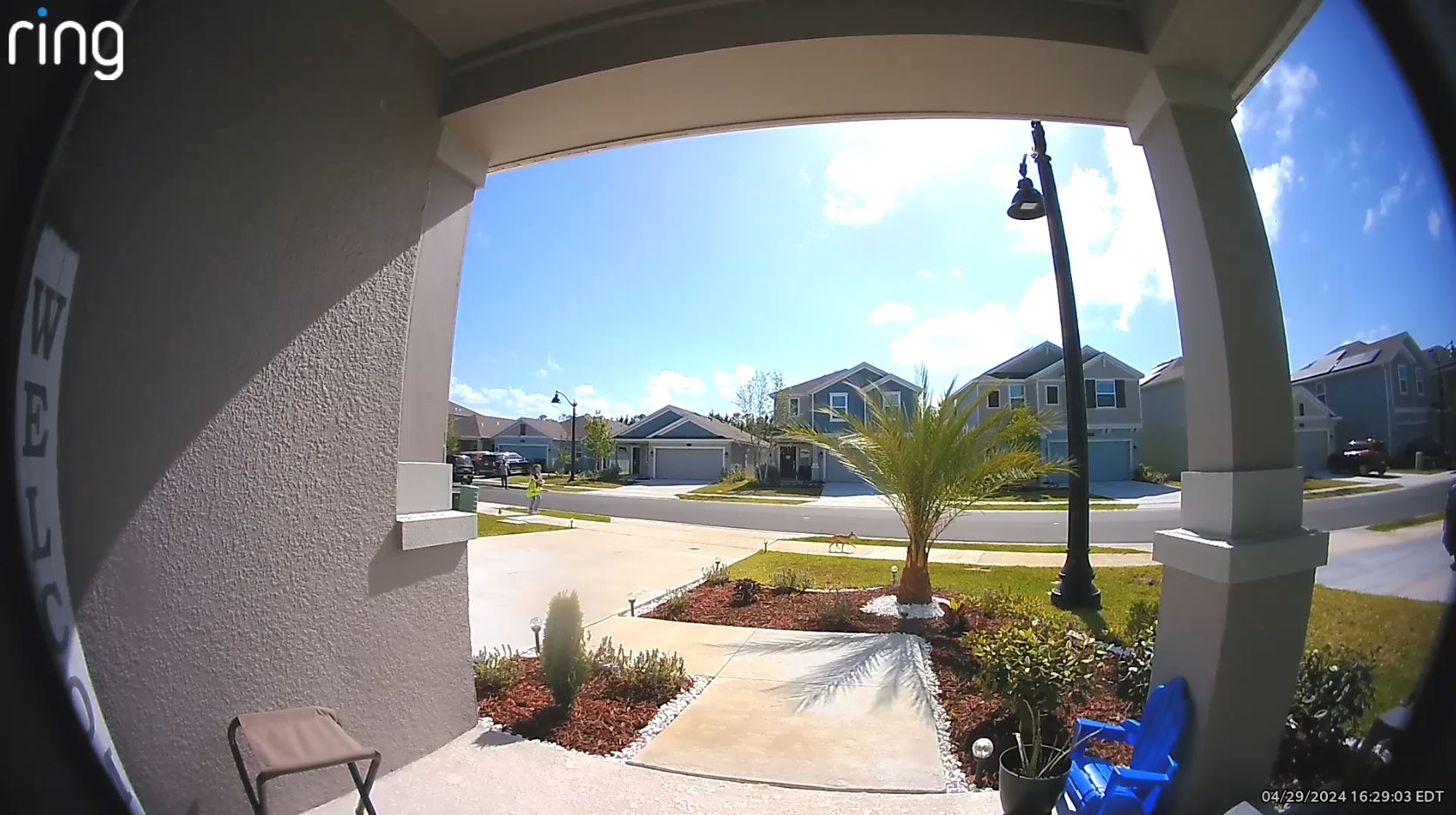 Chihuahua mix dognapped in Daytona Beach