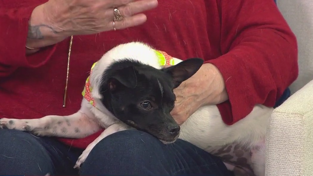 Meet Paco: FOX 13's Pet of the Week