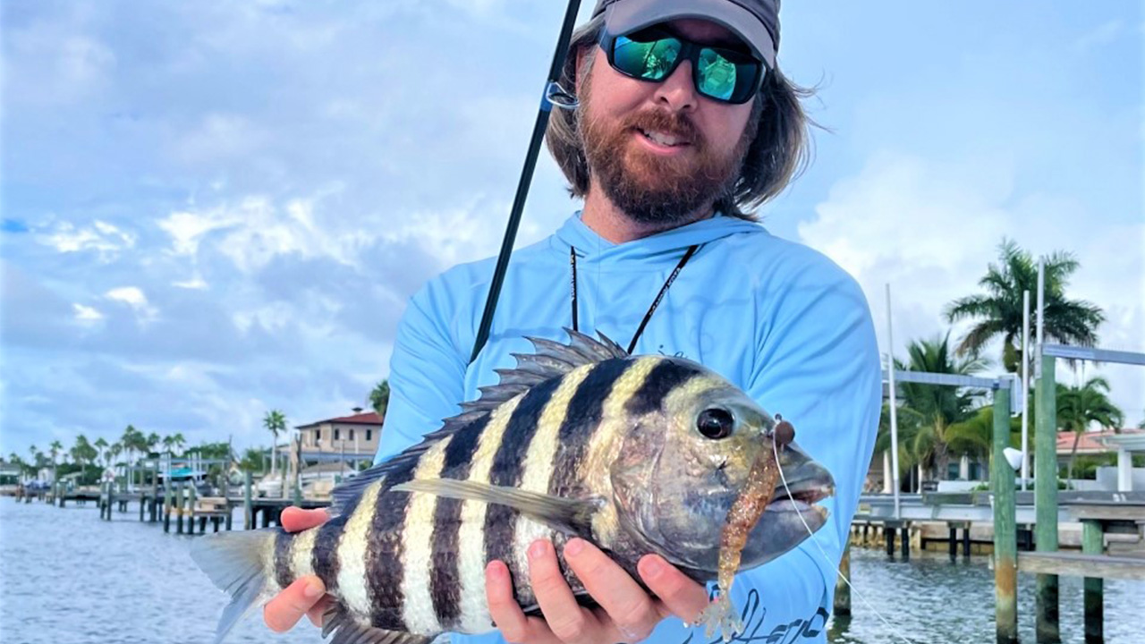 Don’t be spooked, more sheepshead will show up during cooldown