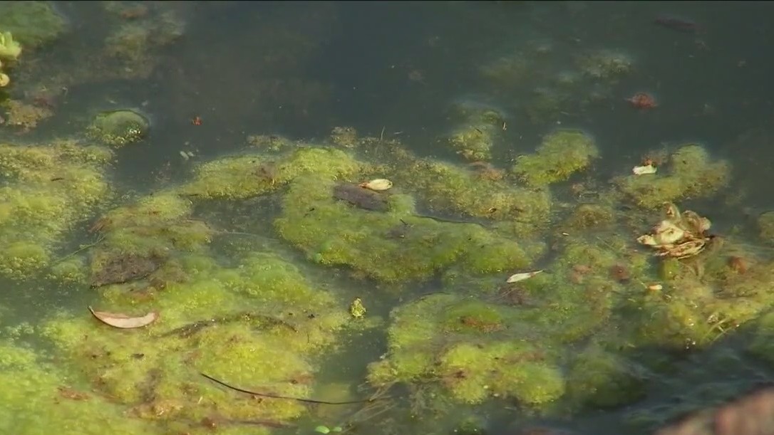 Toxic algae seen in local waterways