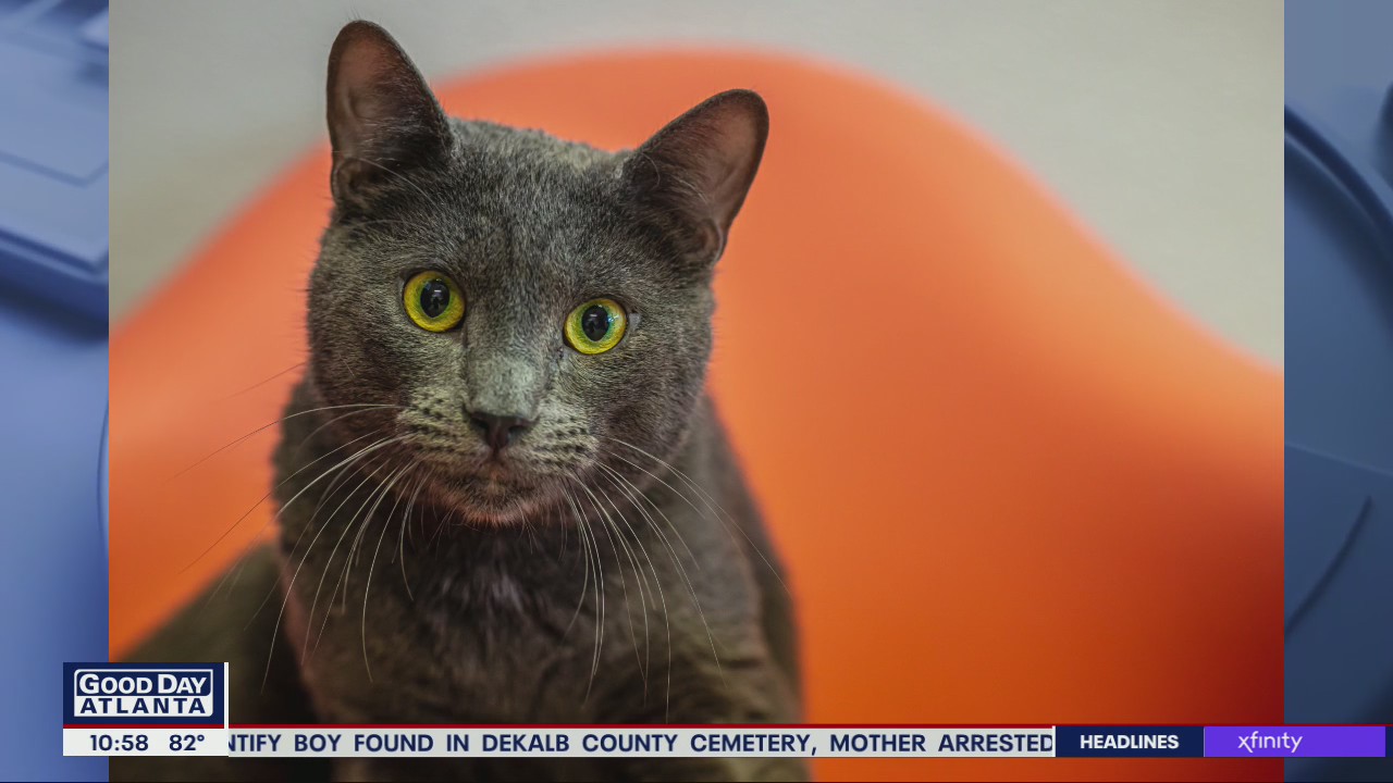 Pet of the Day from PAWS Atlanta