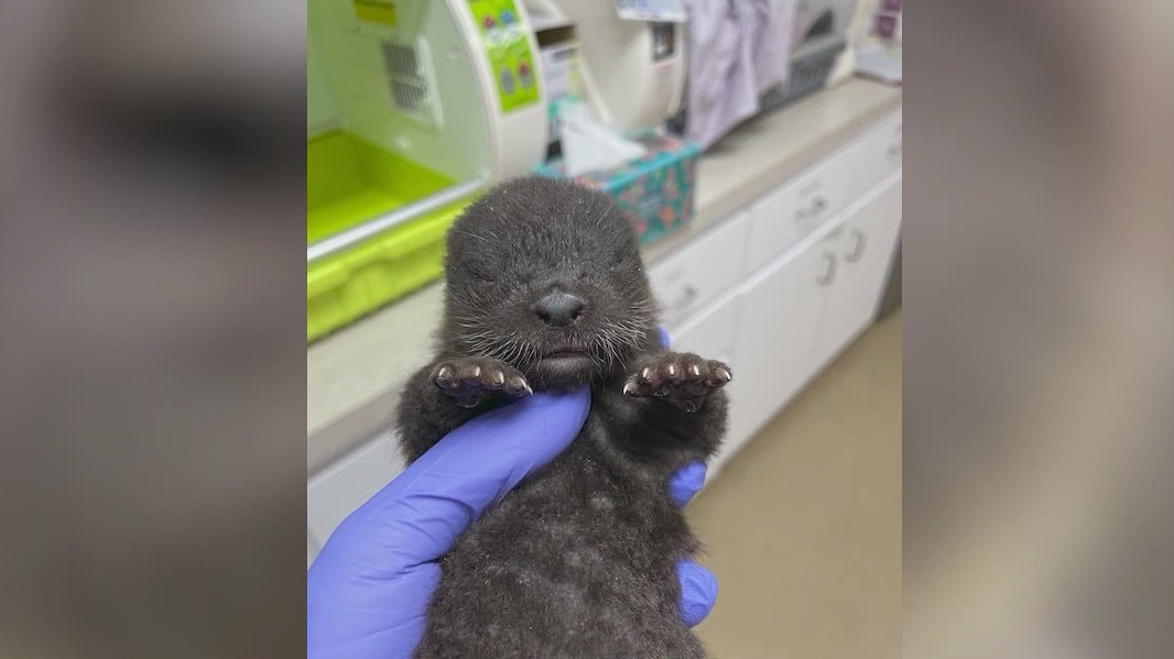 Orphaned baby otters rescued