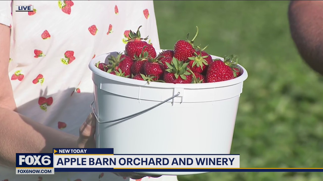 Strawberry season is here and Apple Barn Orchard and Winery has a berry field that’s ready to be picked
