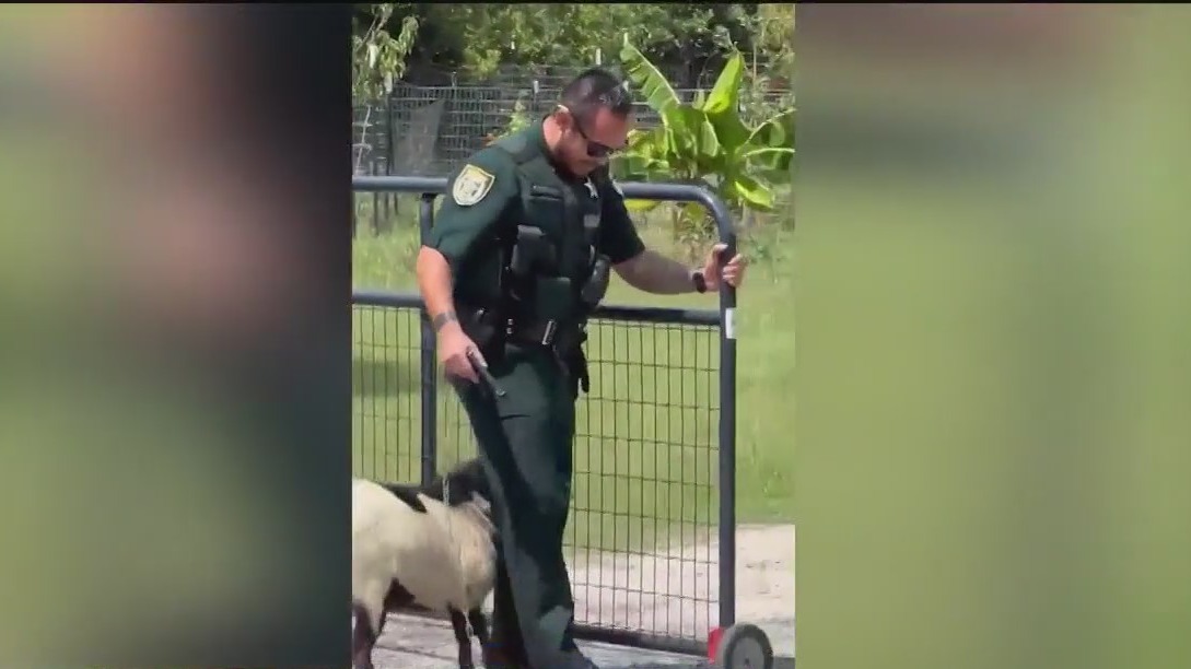 Goat keeps head-butting Florida deputy