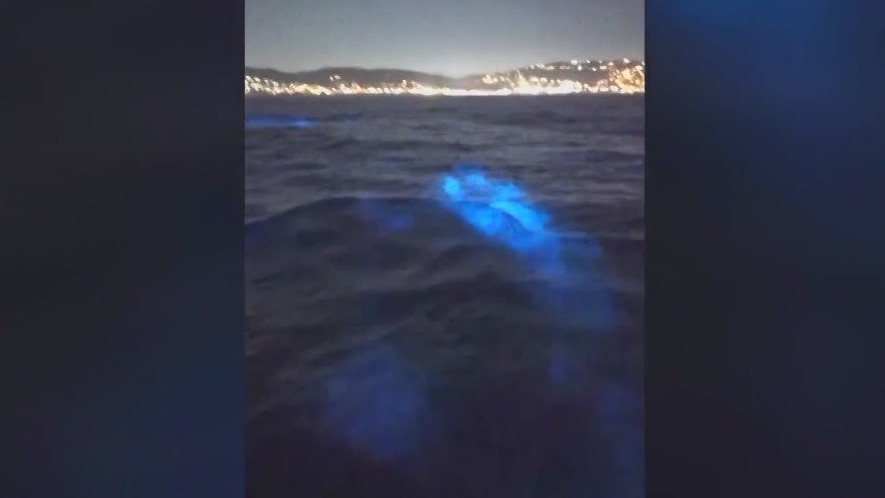 PREVIOUS COVERAGE: See dolphins in bioluminescence