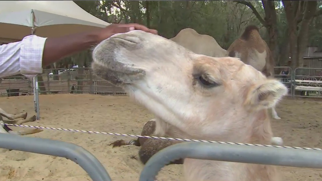 Hillsborough County Fair returns