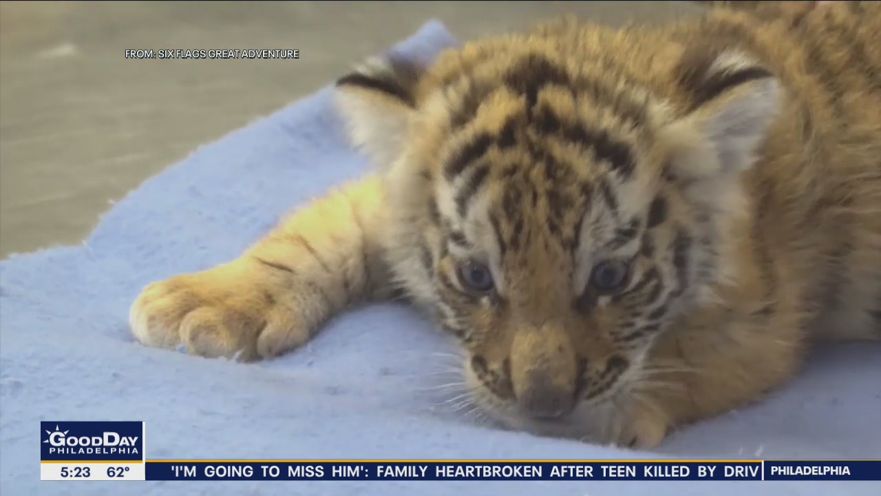5 Siberian tigers born at Six Flags Wild Safari in New Jersey