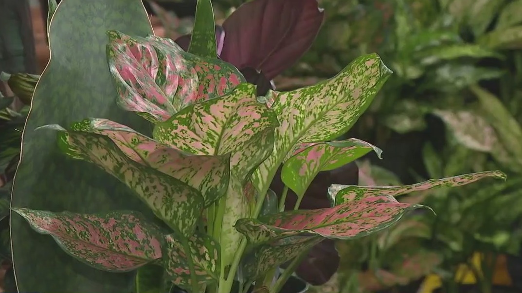 House plants that thrive in low light