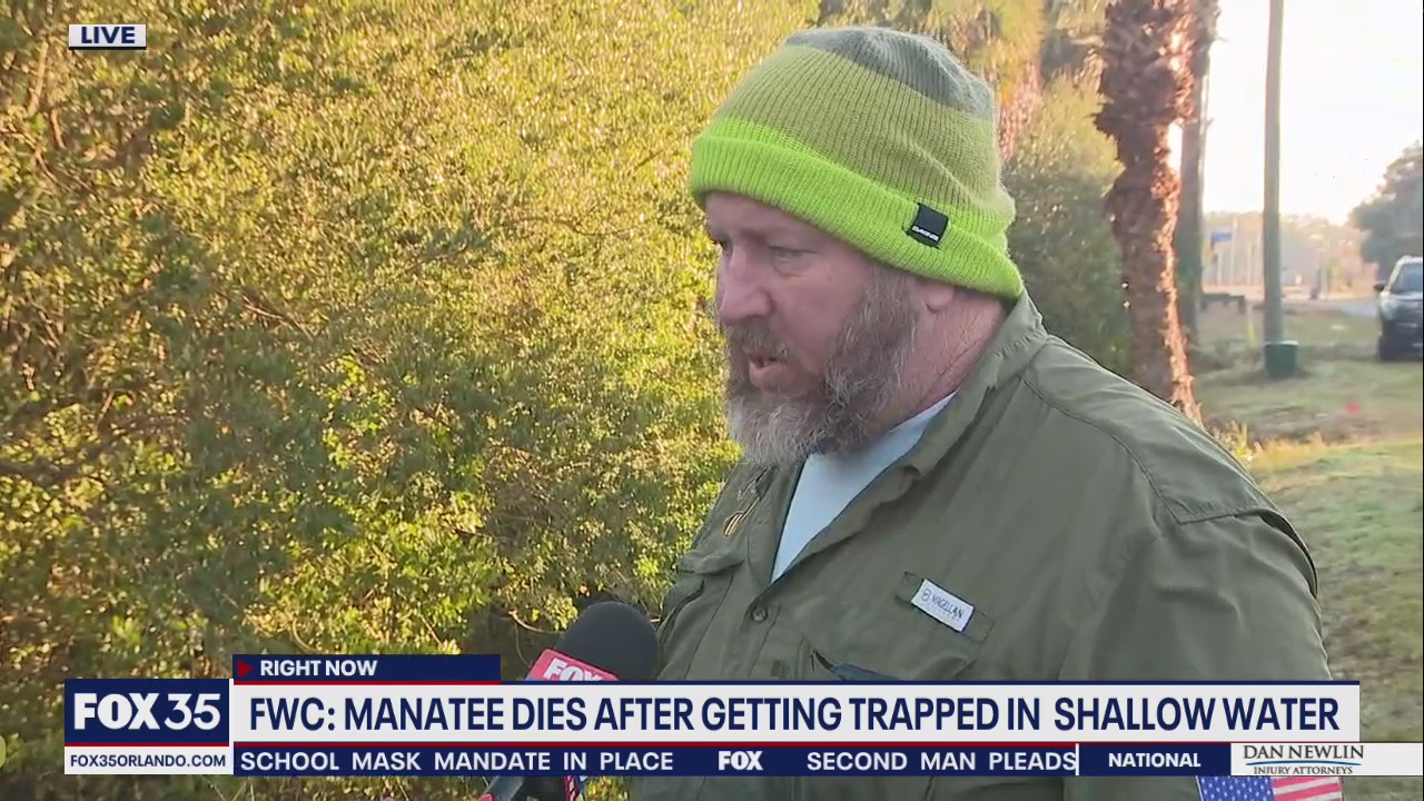 FWC: Manatee dies after getting trapped in shallow water