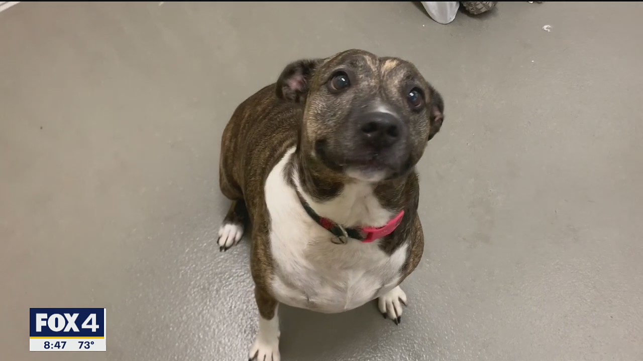 Dog of the Day: Jewel