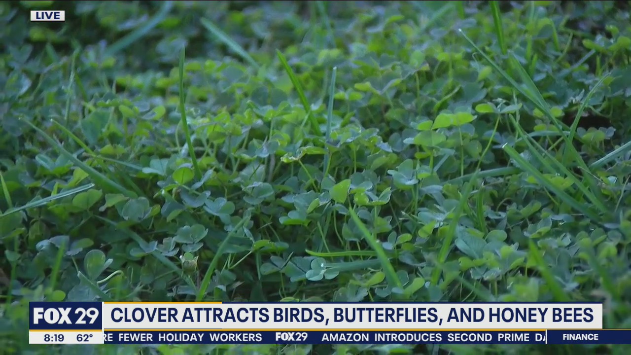 Clover Grass 101: A popular lawn option