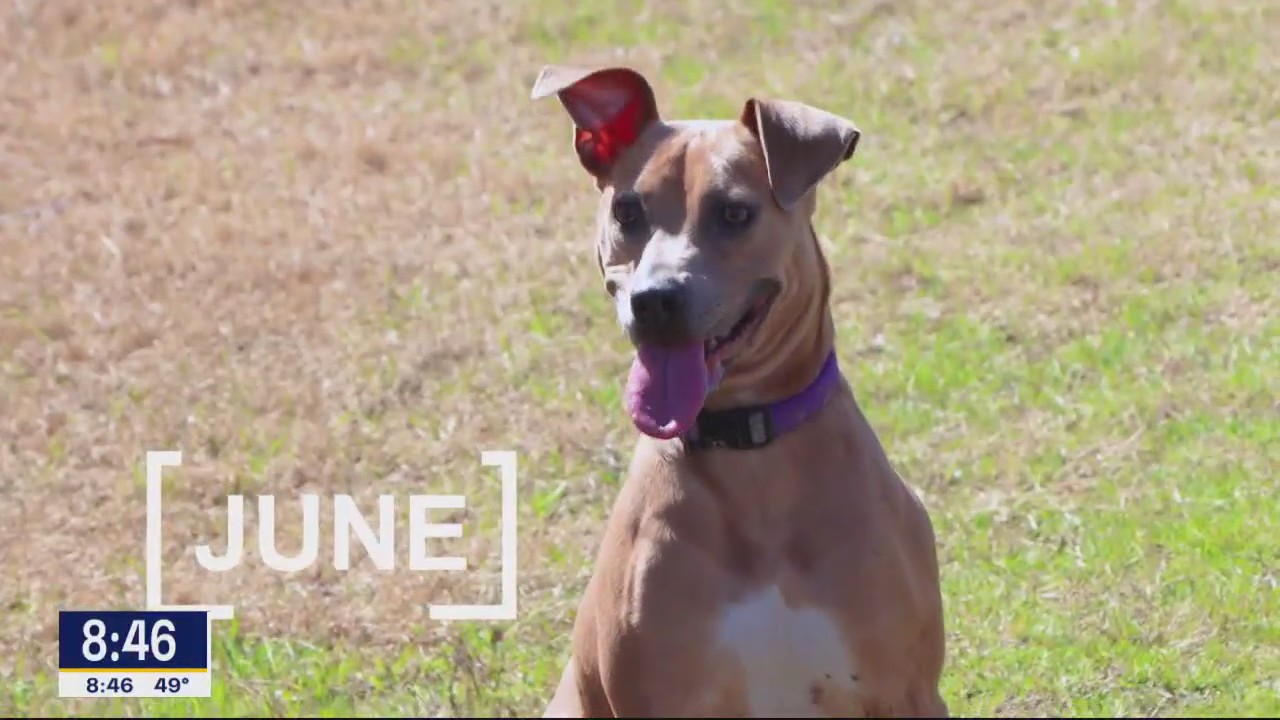 Pet of the Day: June