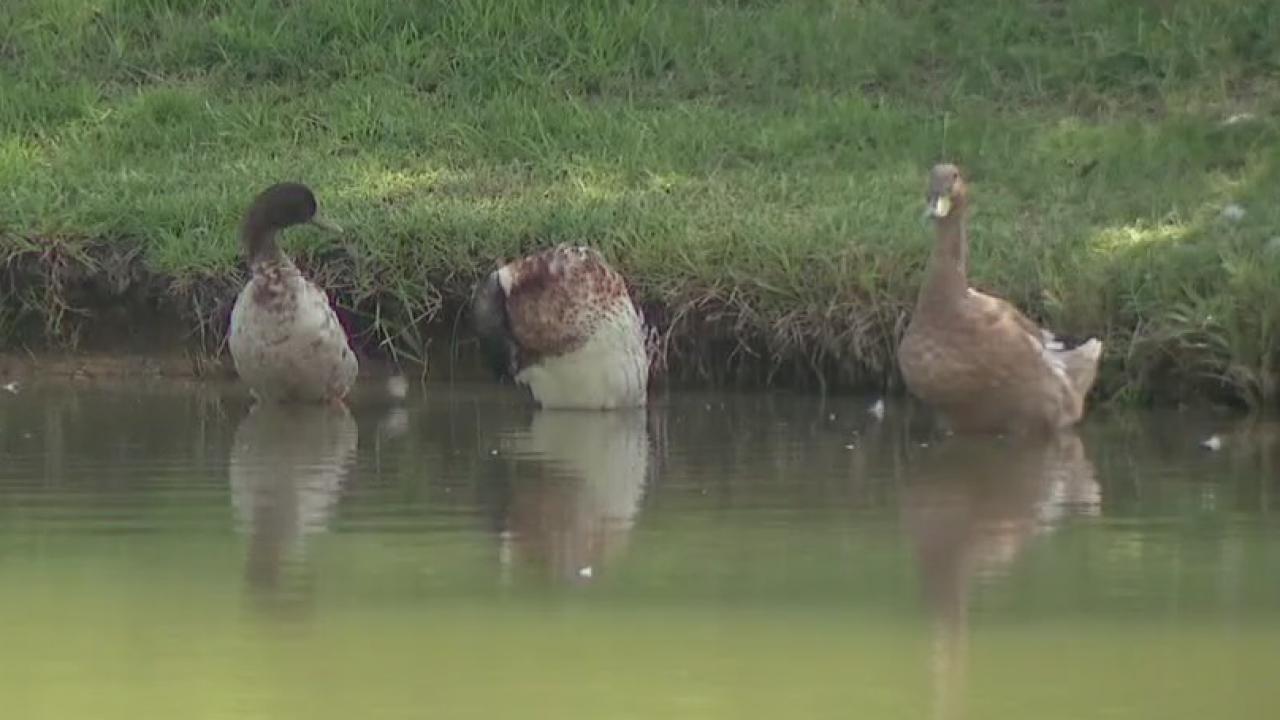 Elderly Texas couple sued by HOA for feeding neighborhood ducks