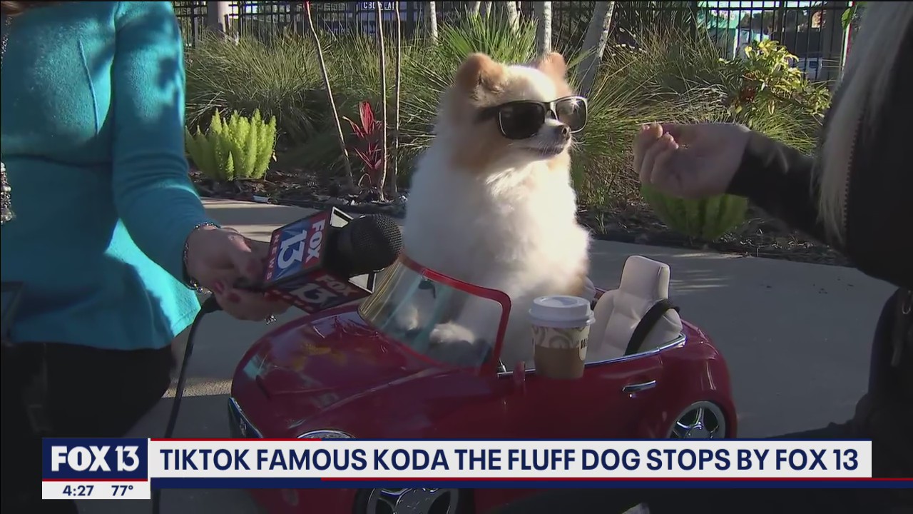 Koda the Fluff visits FOX 13 News
