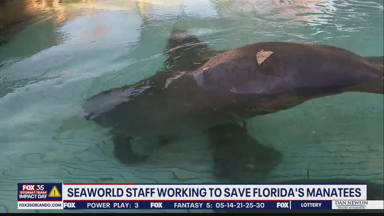 SeaWorld staff working to save Florida's manatees