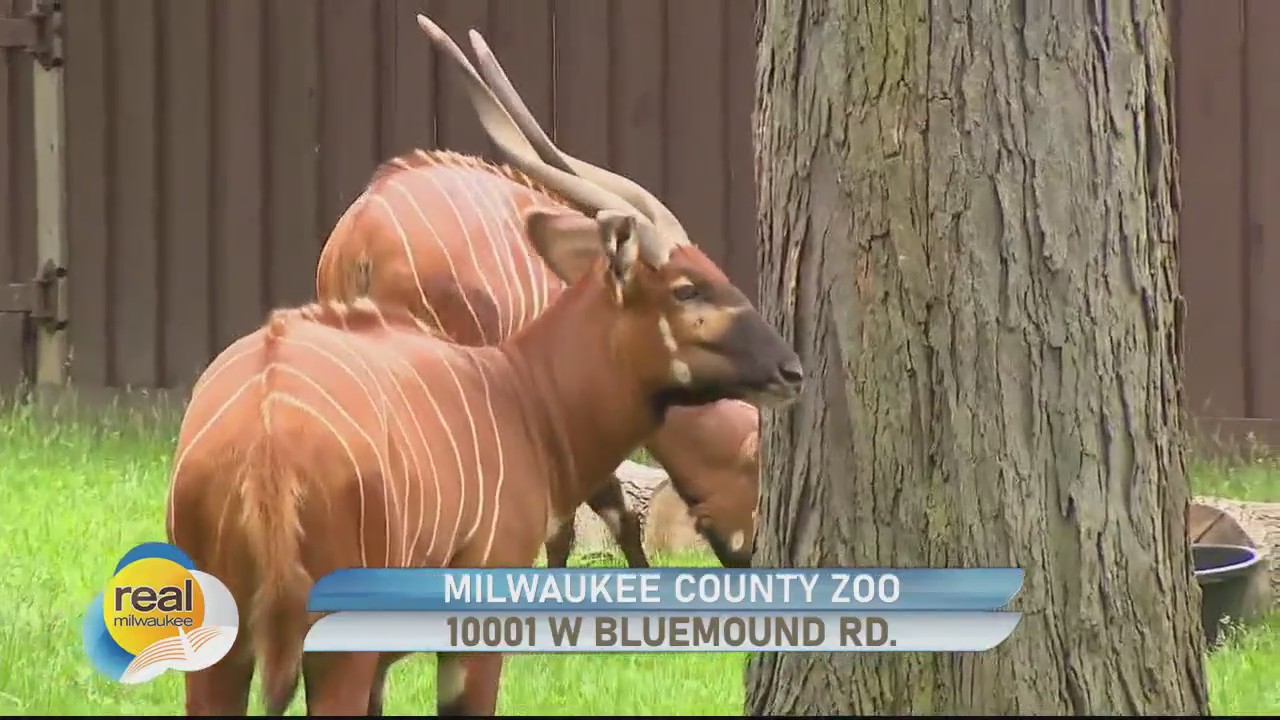 Eastern Bongo at the Milwaukee County Zoo