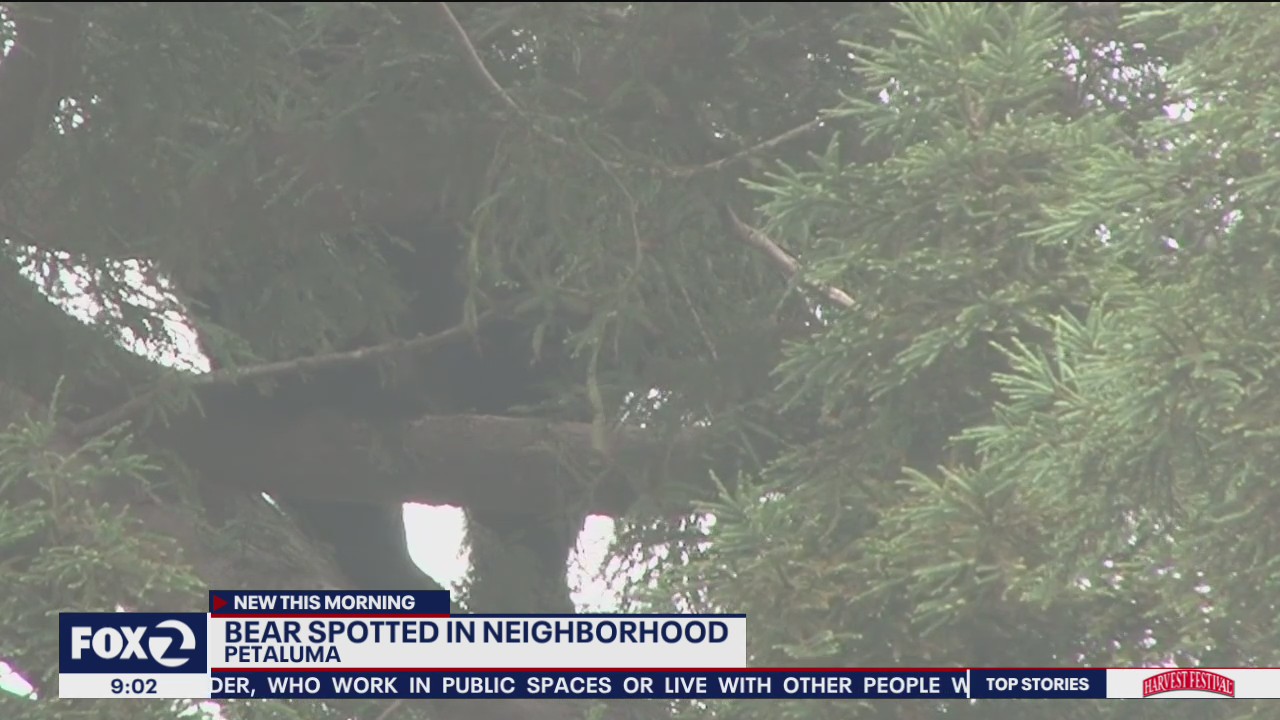Bear spotted in Petaluma neighborhood