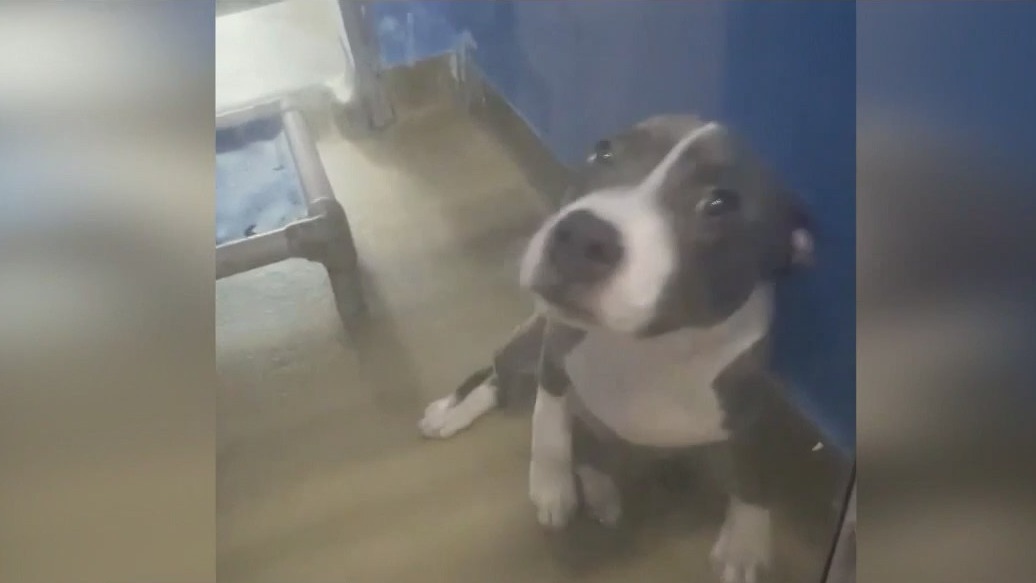 Shelter volunteer accused of dragging puppy