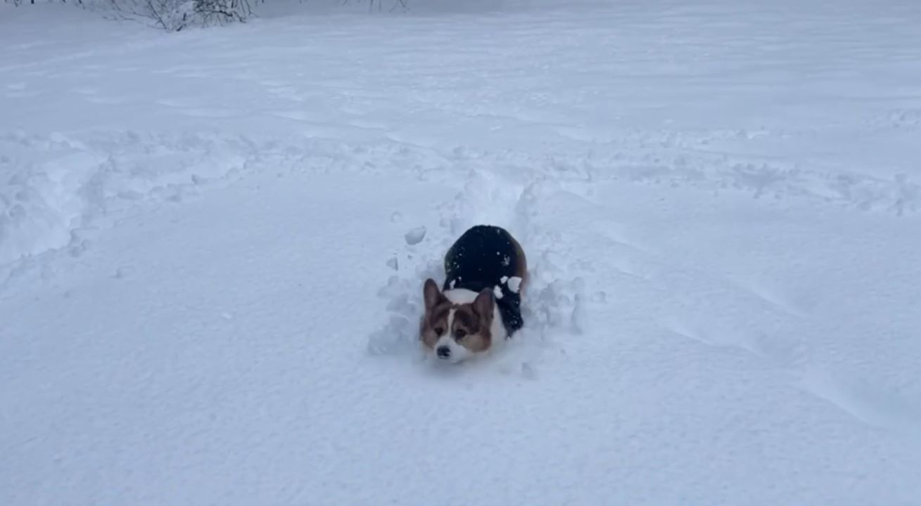 Minnesota weather: Snow is corgi deep in Twin Cities