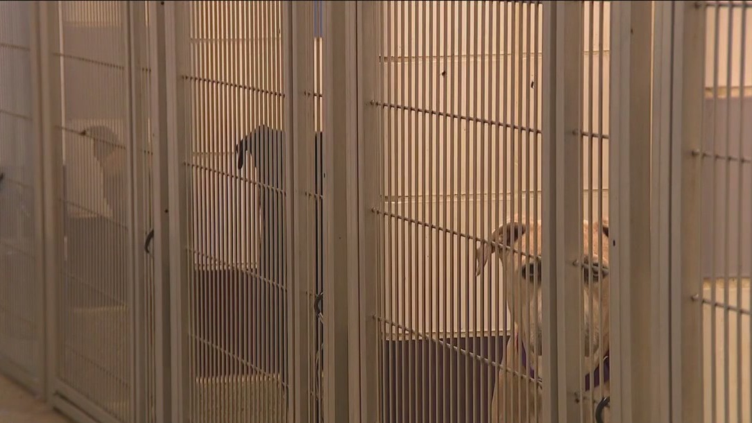 WilCo animal shelter begging community to adopt; reconsiders 'no kill' streak