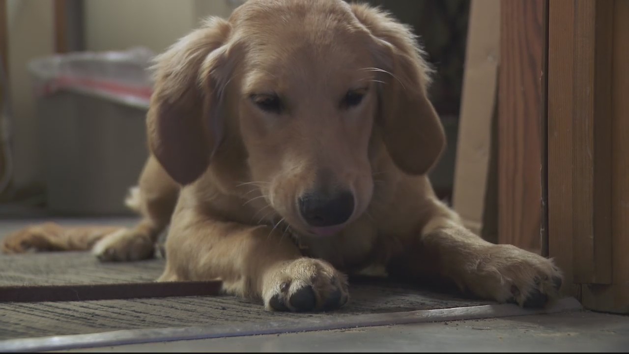 Puppy survives Macomb County plane crash