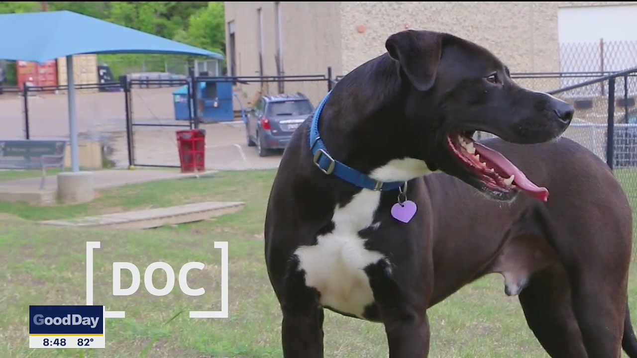Dog of the Day: Doc