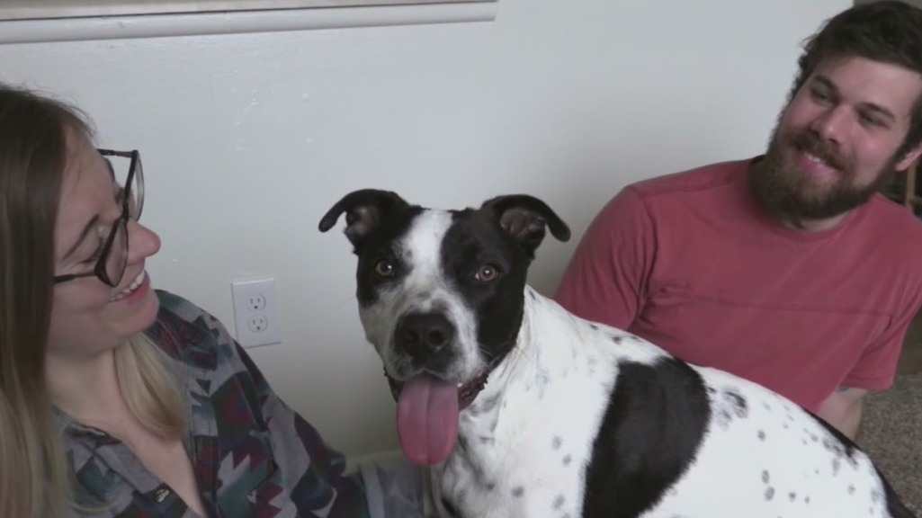 Shelters waiving adoption fees at LA County locations