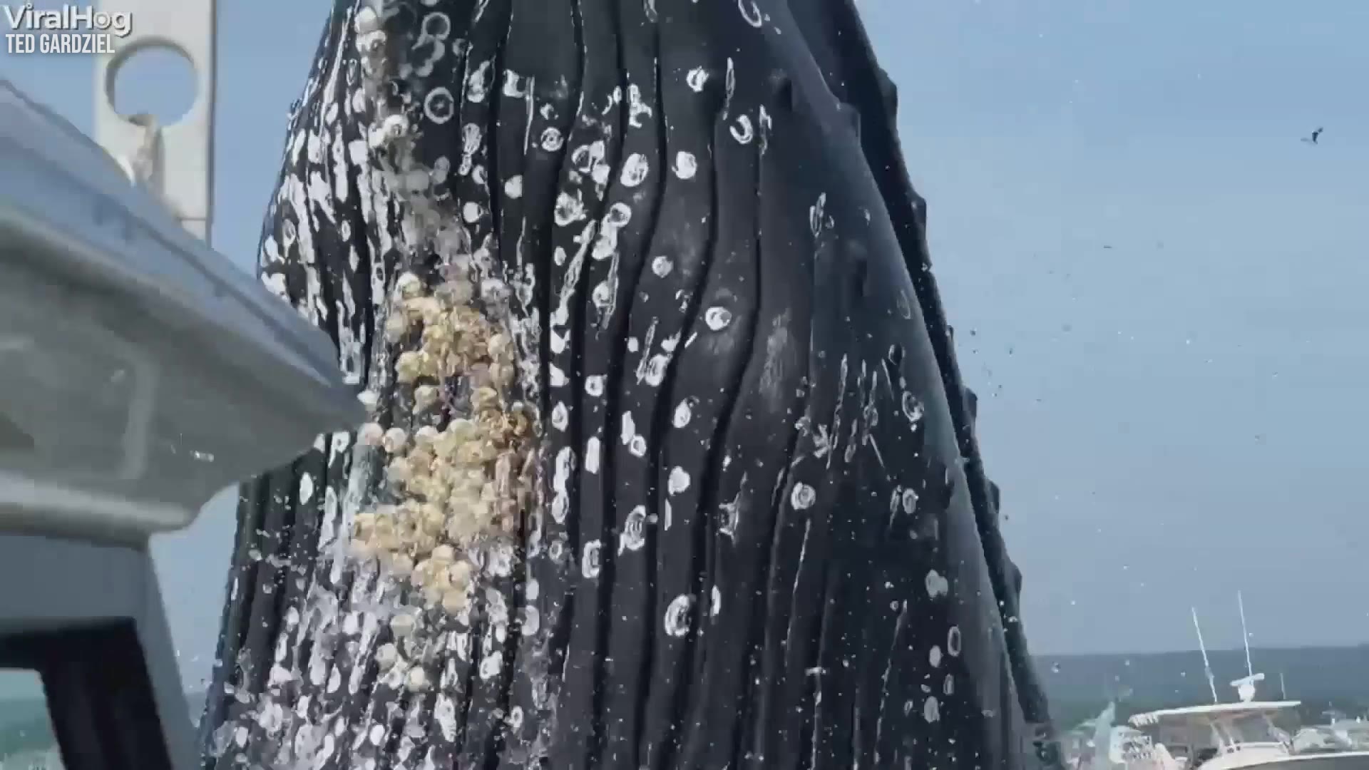 WATCH: Breaching whale lands on fishing boat off Massachusetts coast