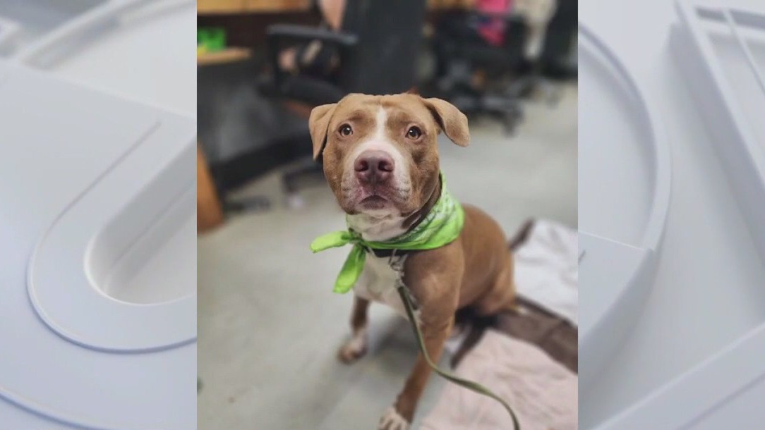Dog of the Weekend: Meet Atticus!