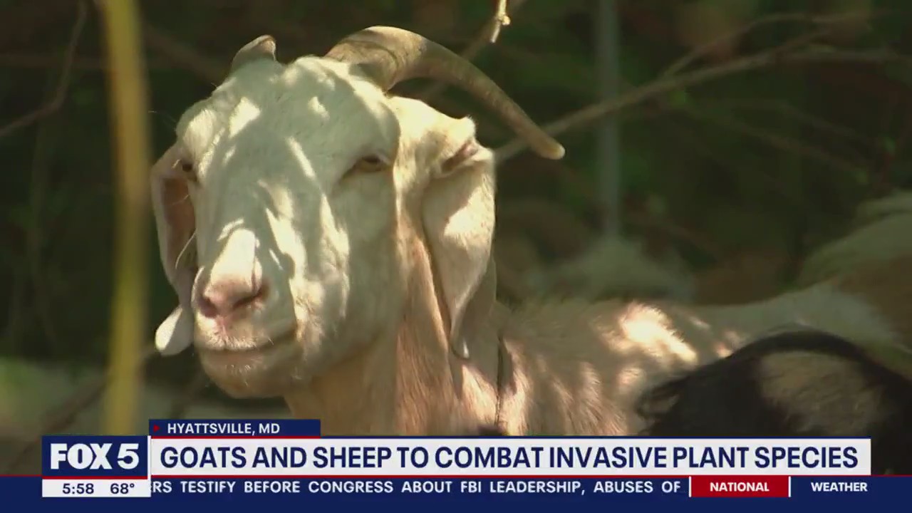 Goats and sheep being used to keep invasive plant species under control in Hyattsville