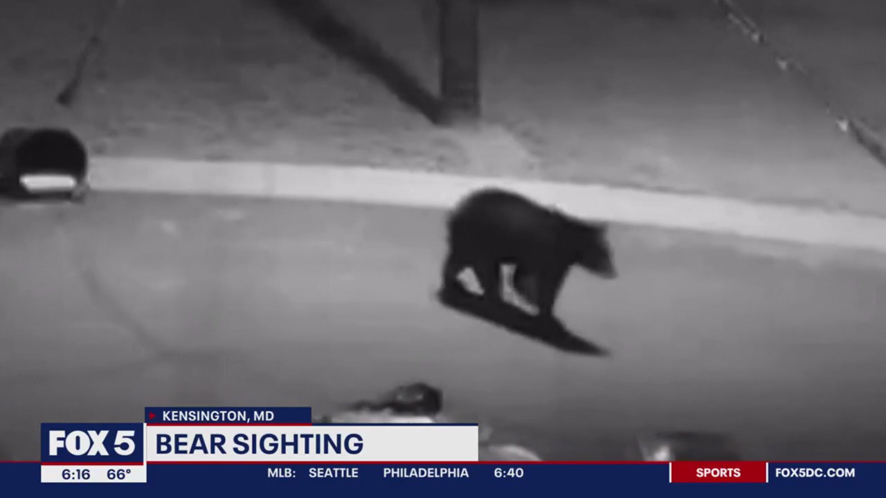 Kensington community on alert after bear sighting