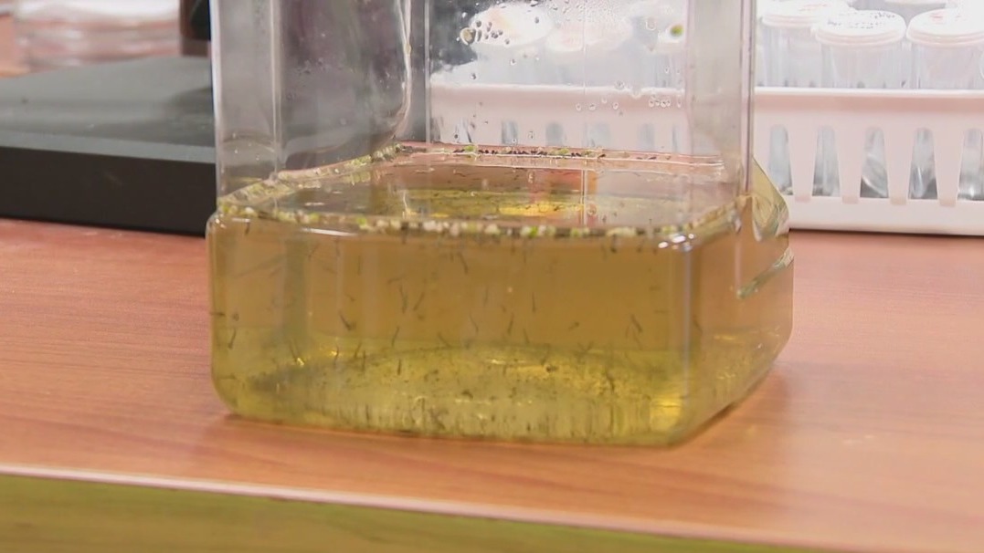 Hillsborough battling mosquito-borne illnesses
