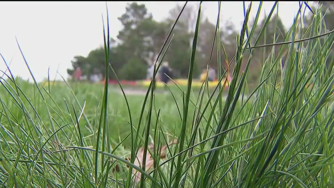 Grow greener grass this year