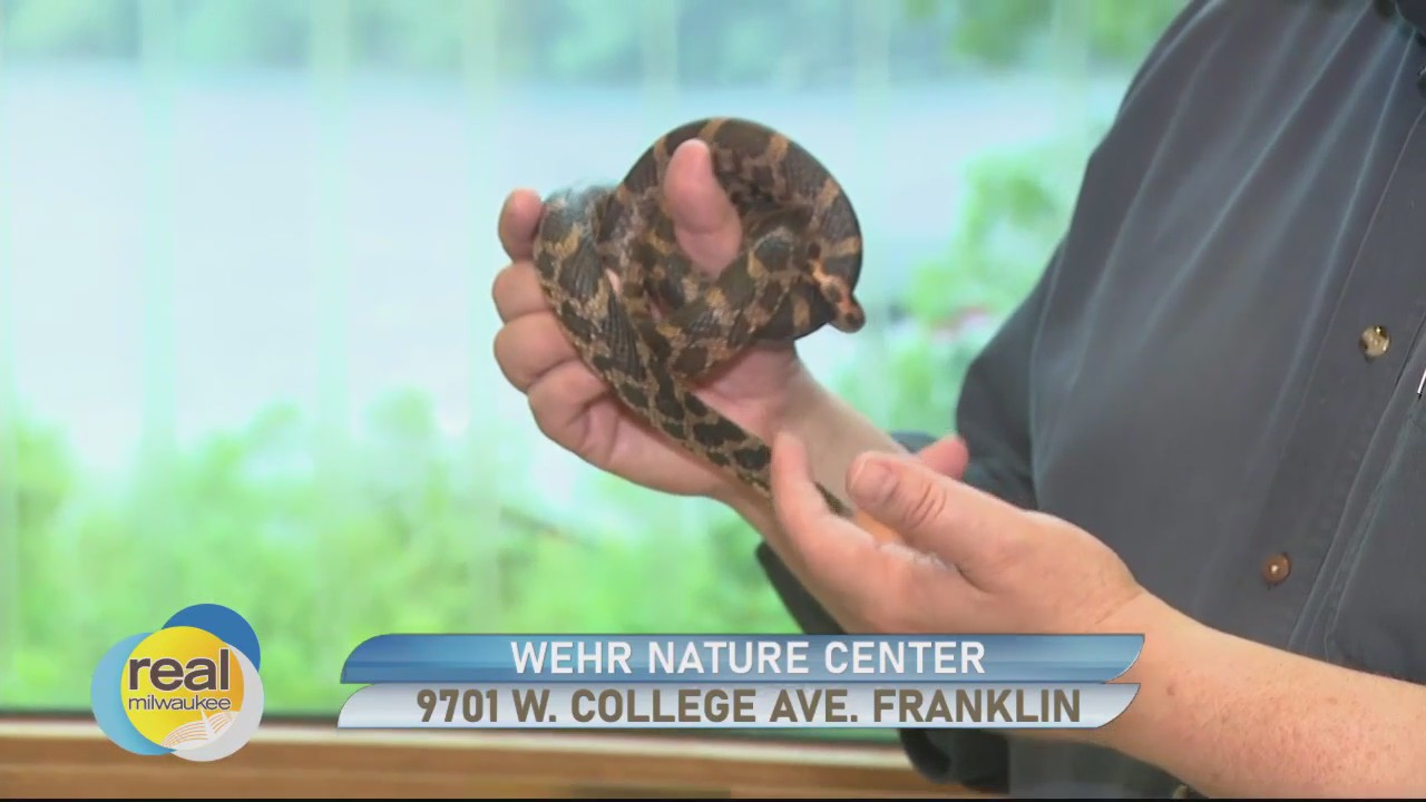 Reptile Day preview at Wehr Nature Center
