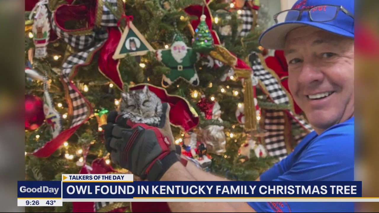 Family finds owl in live Christmas tree