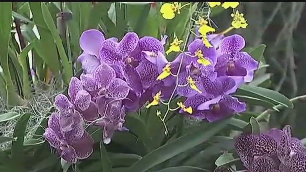 Weekend events in Chicago for Feb. 10-11