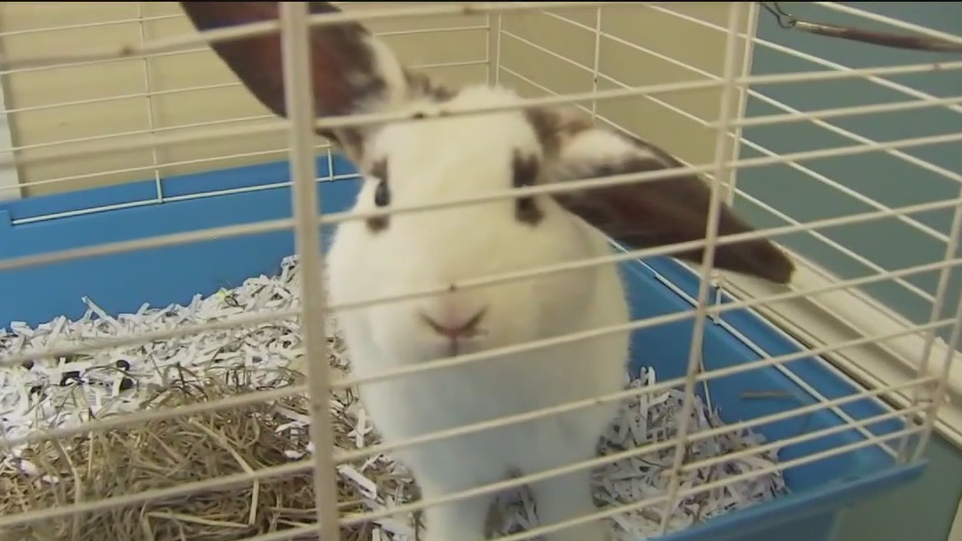 Hillsborough could ban rabbit retail sales
