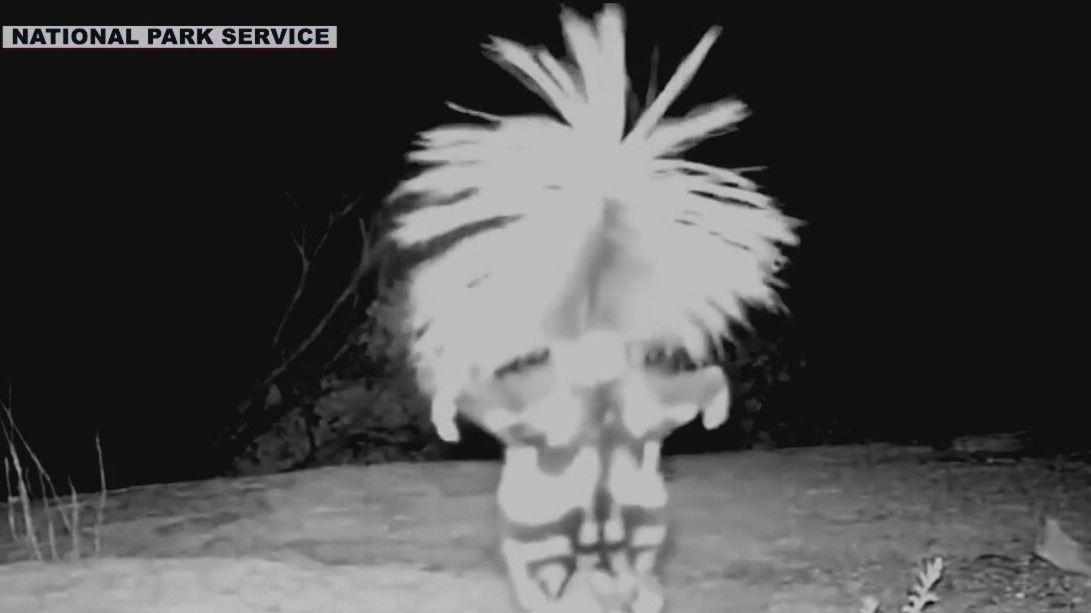 Across America: Did you know skunks do this?