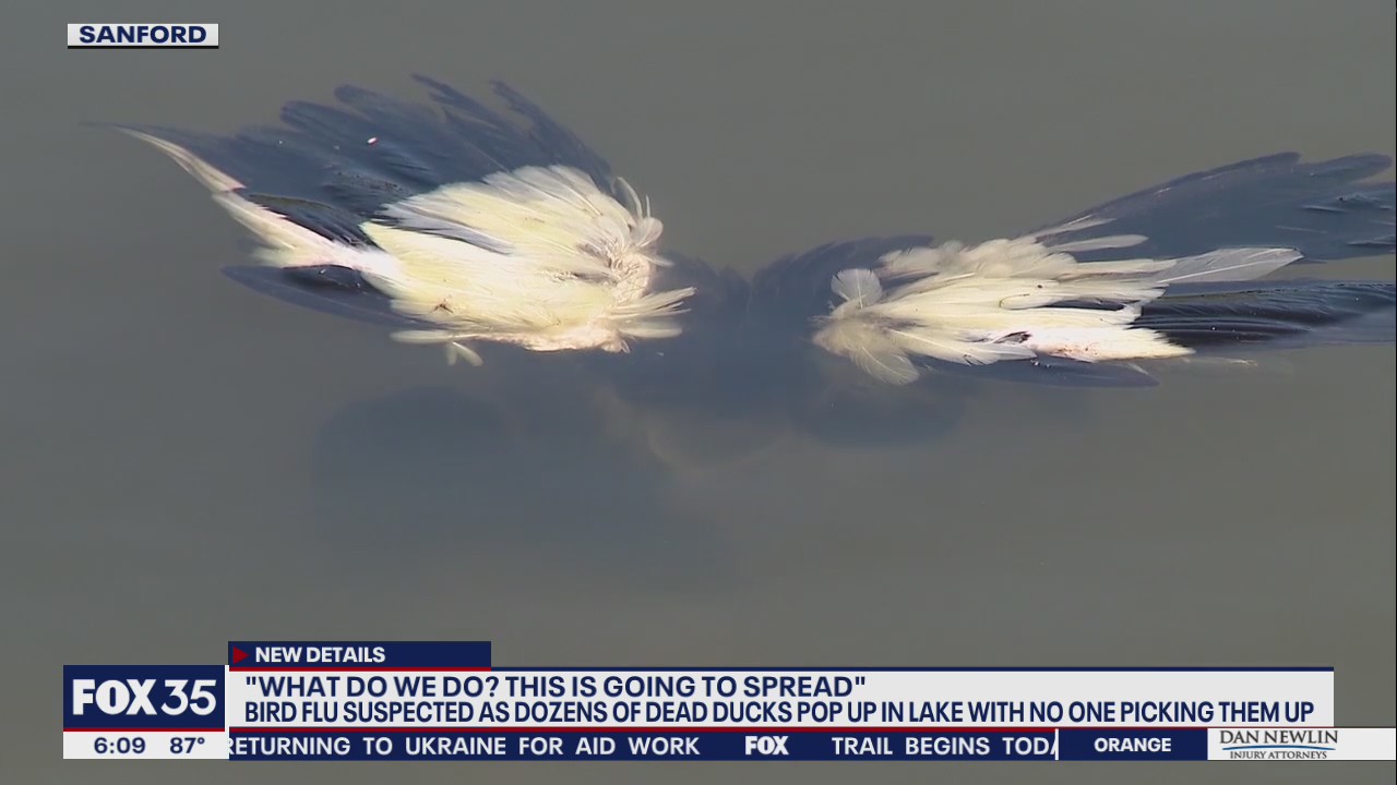 More wildlife turns up dead around Lake Dot